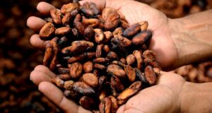 Cocoa’s Next Shock: Ghana Farmer Revolt + Weather Whiplash